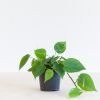 Philodendron Scandens - P12
