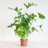 Philodendron Shangri-La - P17