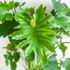 Philodendron Shangri-La - P17