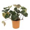 Grote Philodendron Verrucosum