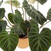 Philodendron Verrucosum