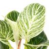 philodendron birkin blad