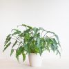 Philodendron Xanadu - p21