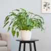 Philodendron-Xanadu-p21-Lifestyle