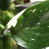 Philodendron Cobra blad