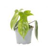 philodendron florida ghost