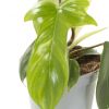 Philodendron Florida Ghost