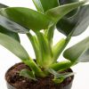 Philodendron green princess plant