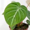 Philodendron Gloriosum