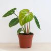 Philodendron Gloriosum
