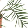 Philodendron polypodioides