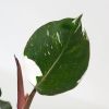 Philodendron White Knight