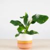 Philodendron White Wizard
