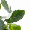 Philodendron White Wizard