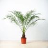 Phoenix Roebelenii - Dwergdadelpalm - P24