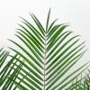 phoenix roebelenii blad