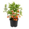Lampionplant