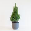 Picea Glauca Conica