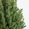 Kerstboom