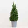 Picea Glauca Conica