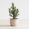 Picea-mini-spar-1024-2 1