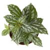 Pilea Cadierei