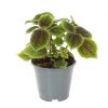 Pilea involucrata