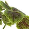Pilea Moonvalley
