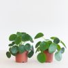 Pilea Peperomioides Duo - P13