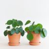 Pilea Peperomioides Duo - P13