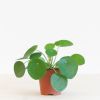 Pilea-Peperomioides-p12-1