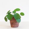 Pilea-Peperomioides-p12-2