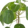 pilea peperomioides blad