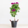 Pelargonium op stam - P19