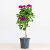 Pelargonium op stam - P19
