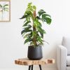 Epipremnum Pinnatum Variegata op mosstok