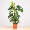 Epipremnum Pinnatum Variegata op mos