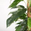 Epipremnum Pinnatum Variegata closeup