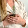 Pinus Pinea