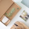 Pinus-pinea-parasolden-umbrella-pine-tree-Brievenbus-bomen-boompjes-duurzaam-sustainable-groen-cadeau-gift-letterbox-trees-unique-gift-bloompost800-4 1