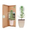 Pinus-pinea-parasolden-umbrella-pine-treemore1024 1