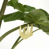 Plant-Animal-Luiaard-scaled