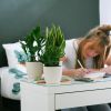 Groene Studentenbox