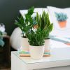 Groene Studentenbox
