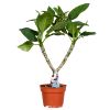 Plumeria Frangipani
