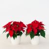 Poinsettia