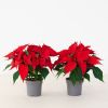 Poinsettia