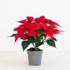 Poinsettia