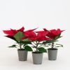 Poinsettia