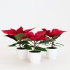 Poinsettia